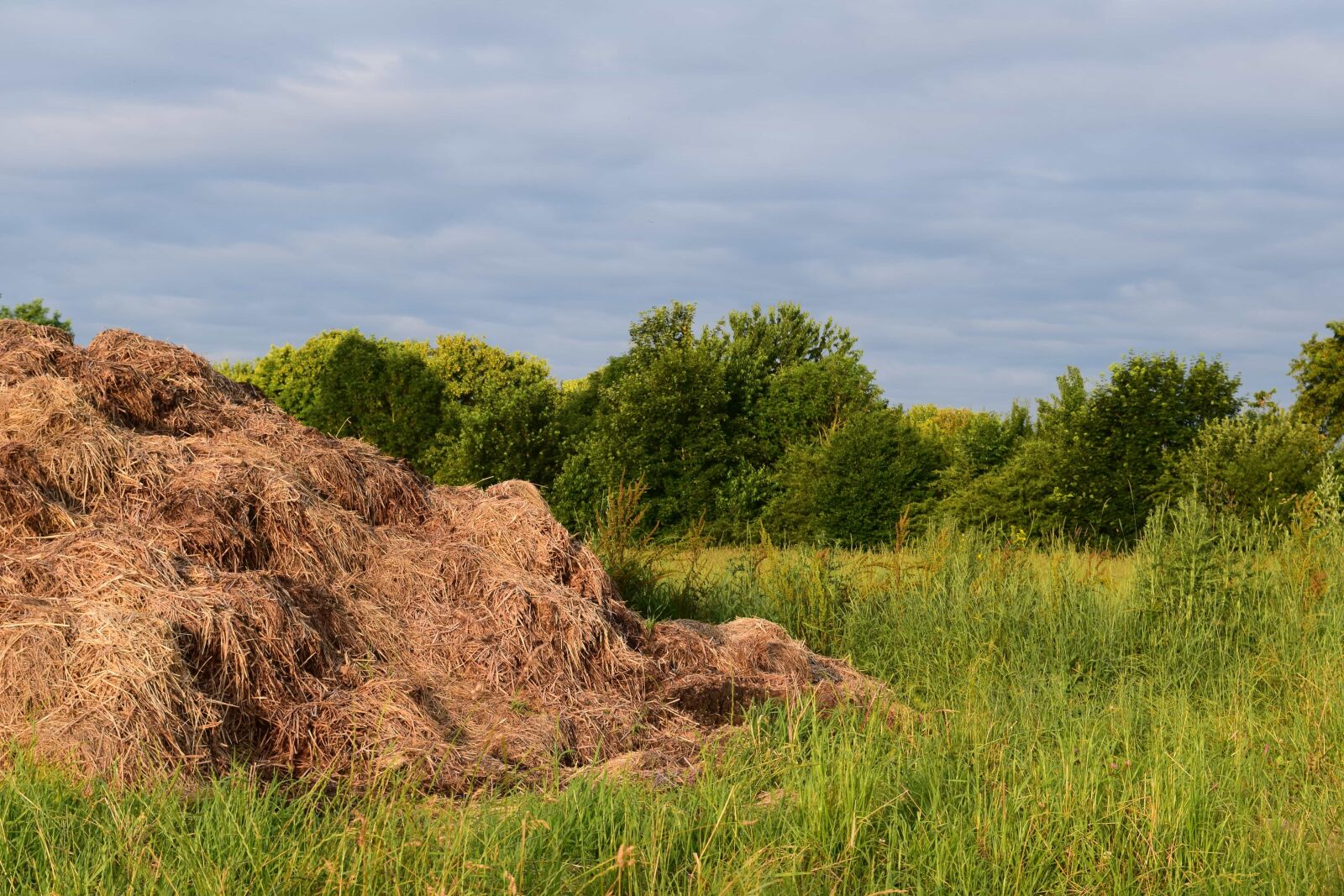 Nikon D3300 sample photo. Nature, grass, landscape, sky photography