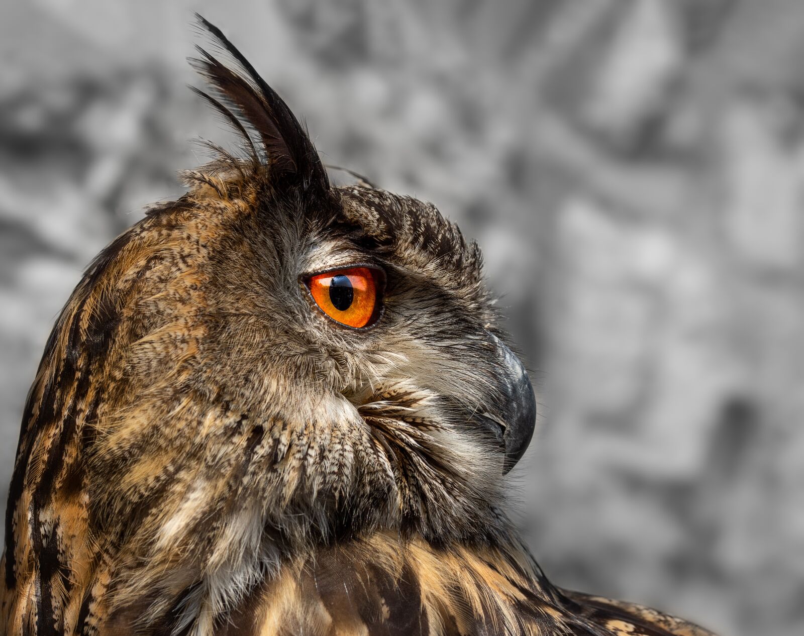 Sony SLT-A77 + 105mm F2.8 sample photo. Eagle owl, owl, bird photography