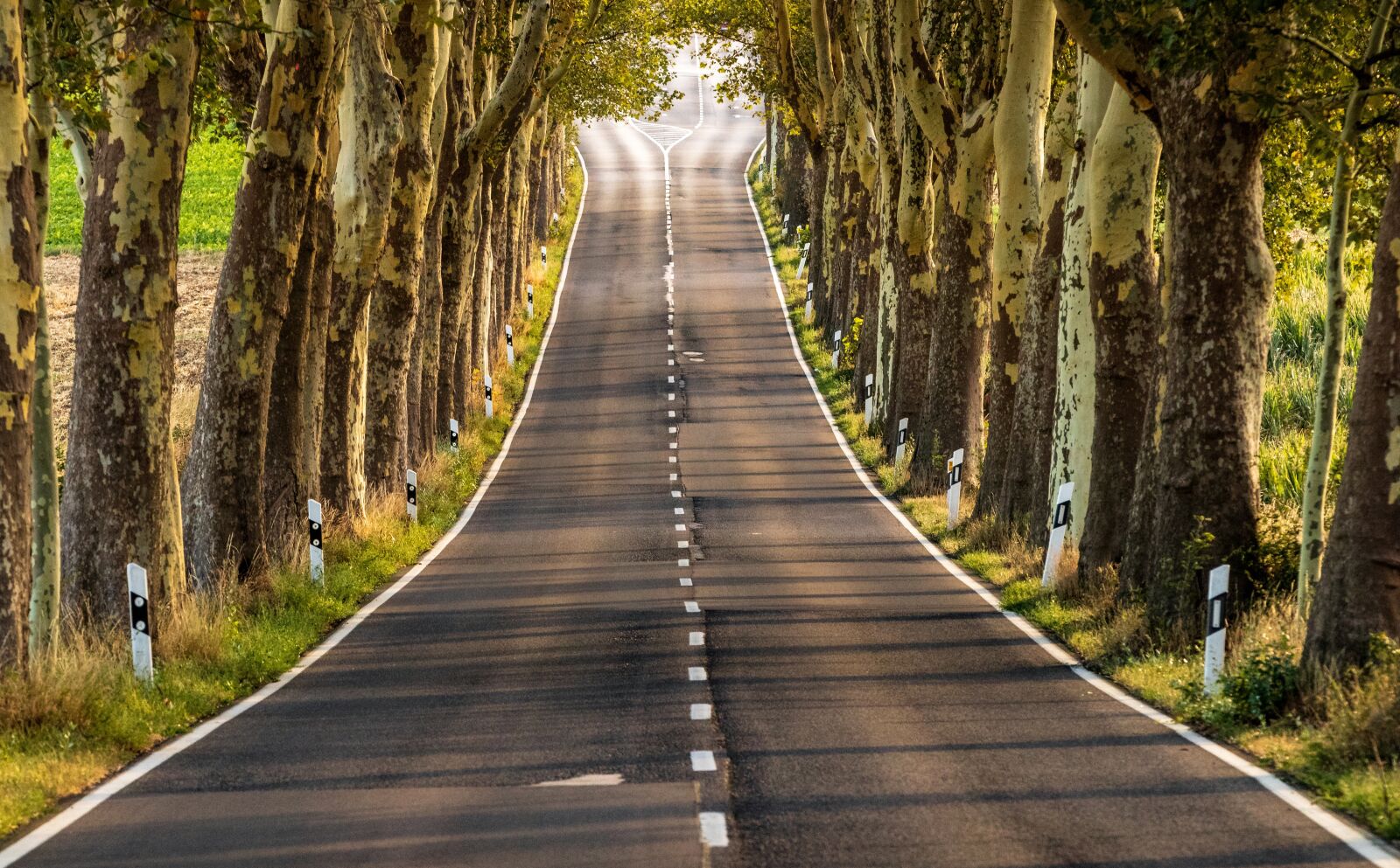 Canon EOS 80D sample photo. Avenue, road, landscape photography