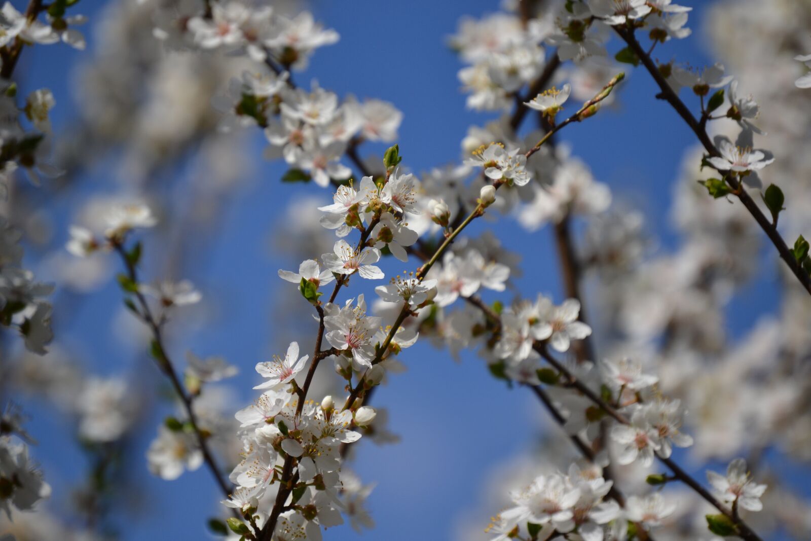 Nikon D3100 sample photo. Flowers, tree, branch photography