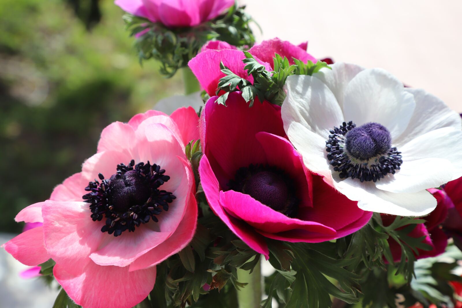 Canon EF 24-105mm F4L IS II USM sample photo. Anemones, flowers, summer photography