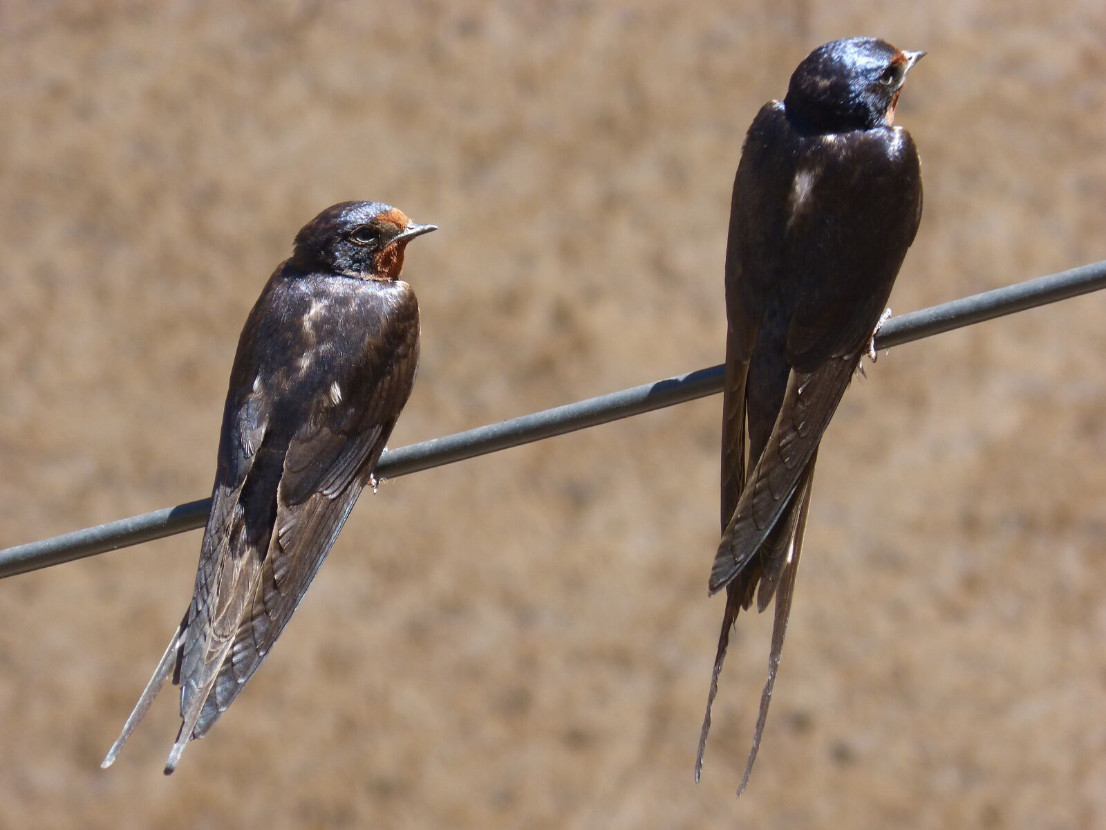 Panasonic DMC-FZ62 sample photo. Cable, swallow, couple photography