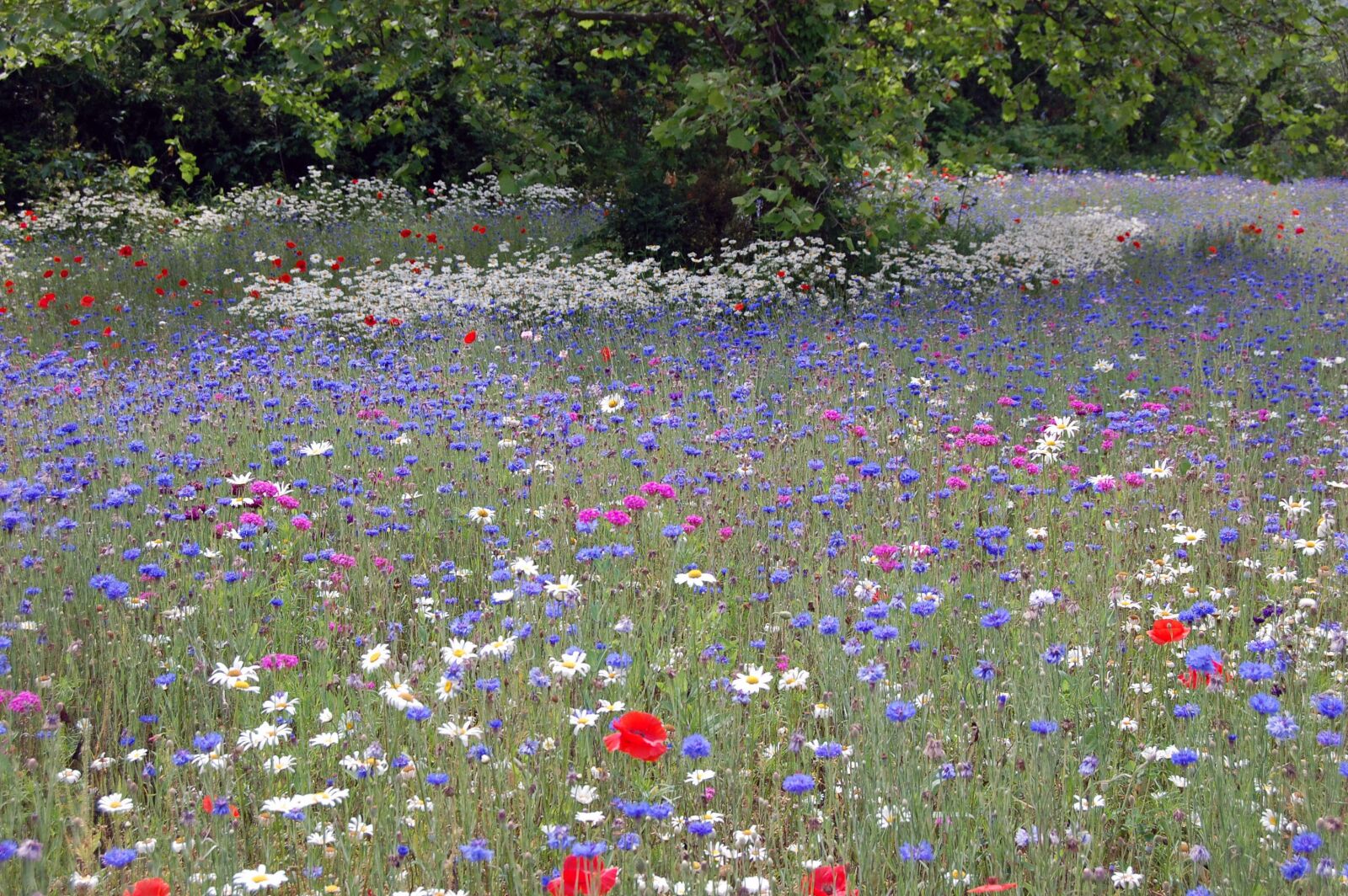Nikon D40 sample photo. The, flower, field photography
