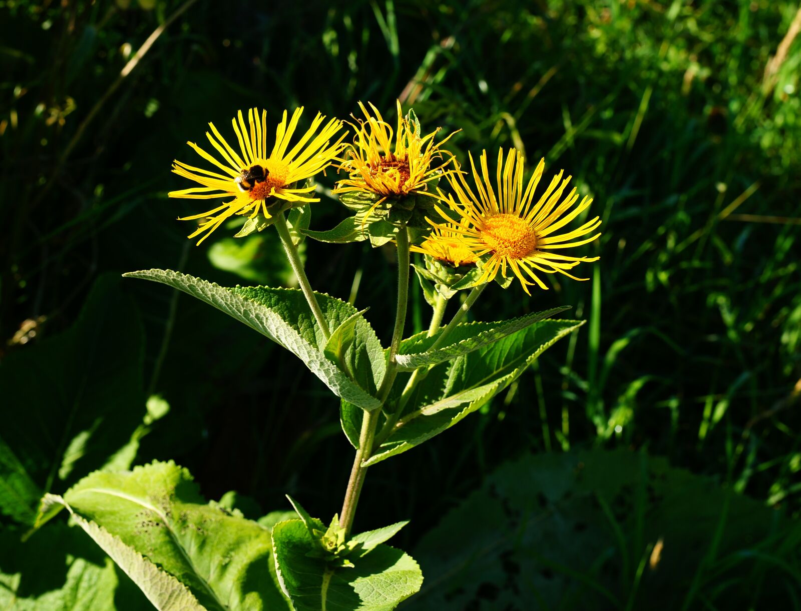 Sony Alpha DSLR-A900 sample photo. Flowers, yellow, garden photography