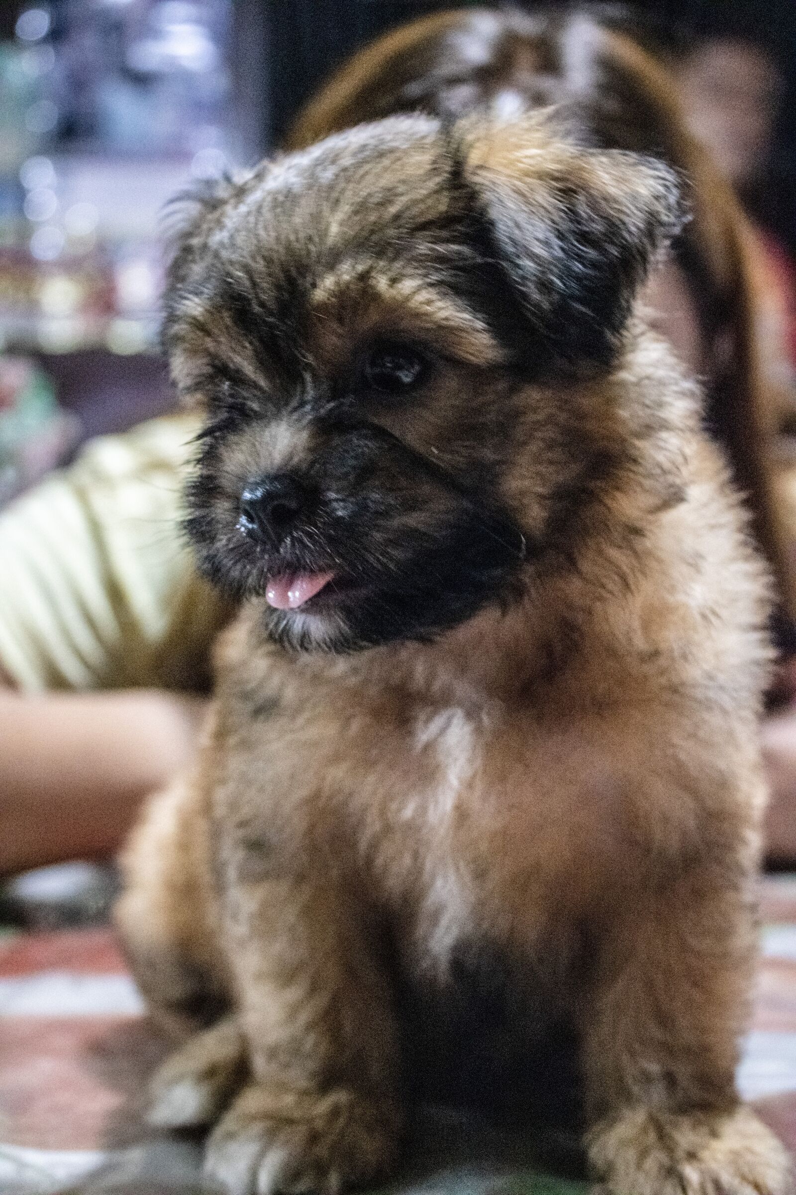 Canon EOS 2000D (EOS Rebel T7 / EOS Kiss X90 / EOS 1500D) sample photo. Shih tzu, puppy, shih photography