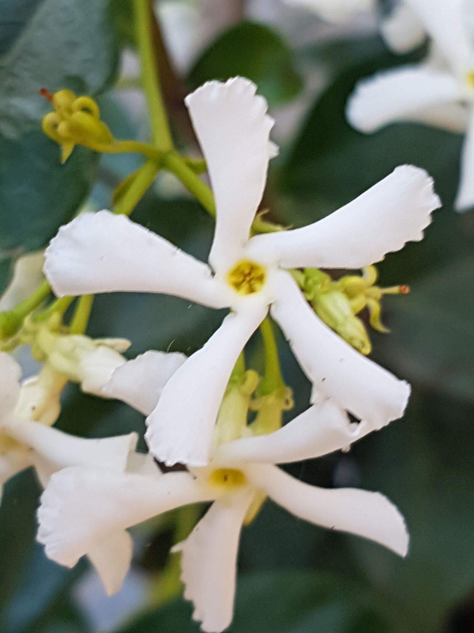 Samsung Galaxy S7 Edge sample photo. Flowers, honeysuckle, nature photography