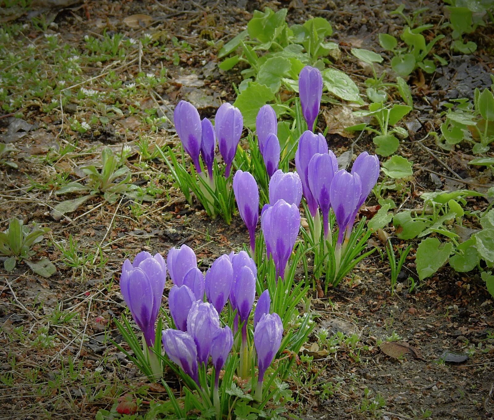 Nikon Coolpix P900 sample photo. Flowers, crocus, purple photography