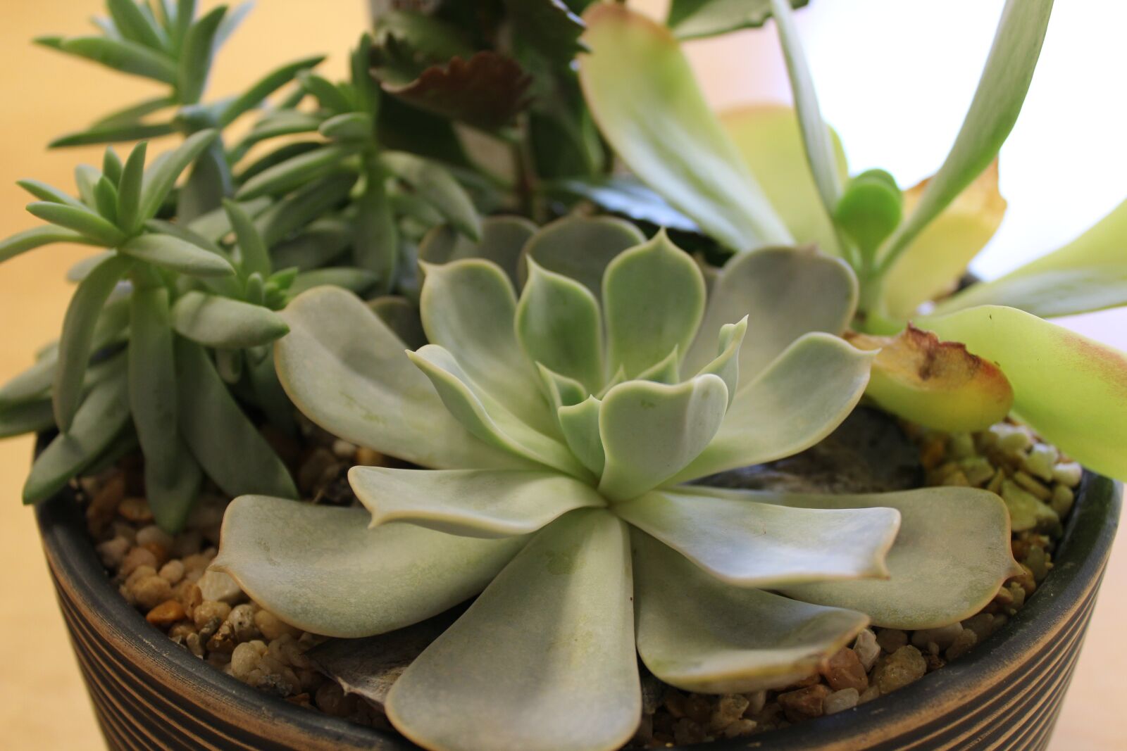 Canon EOS 1200D (EOS Rebel T5 / EOS Kiss X70 / EOS Hi) sample photo. Petal, leaf, plant photography