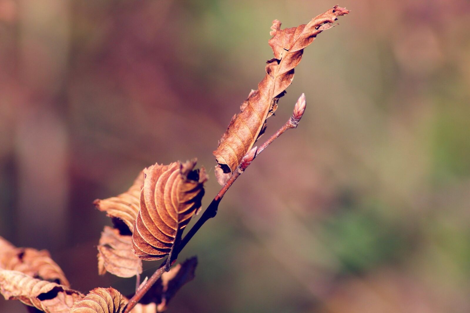 Canon EOS 600D (Rebel EOS T3i / EOS Kiss X5) sample photo. Fall, leaves, tree leaf photography