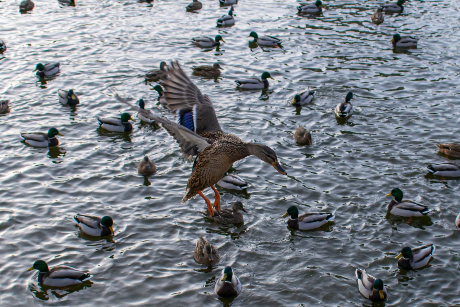 Nikon D5300 sample photo. Ducks, pond, hidden object photography