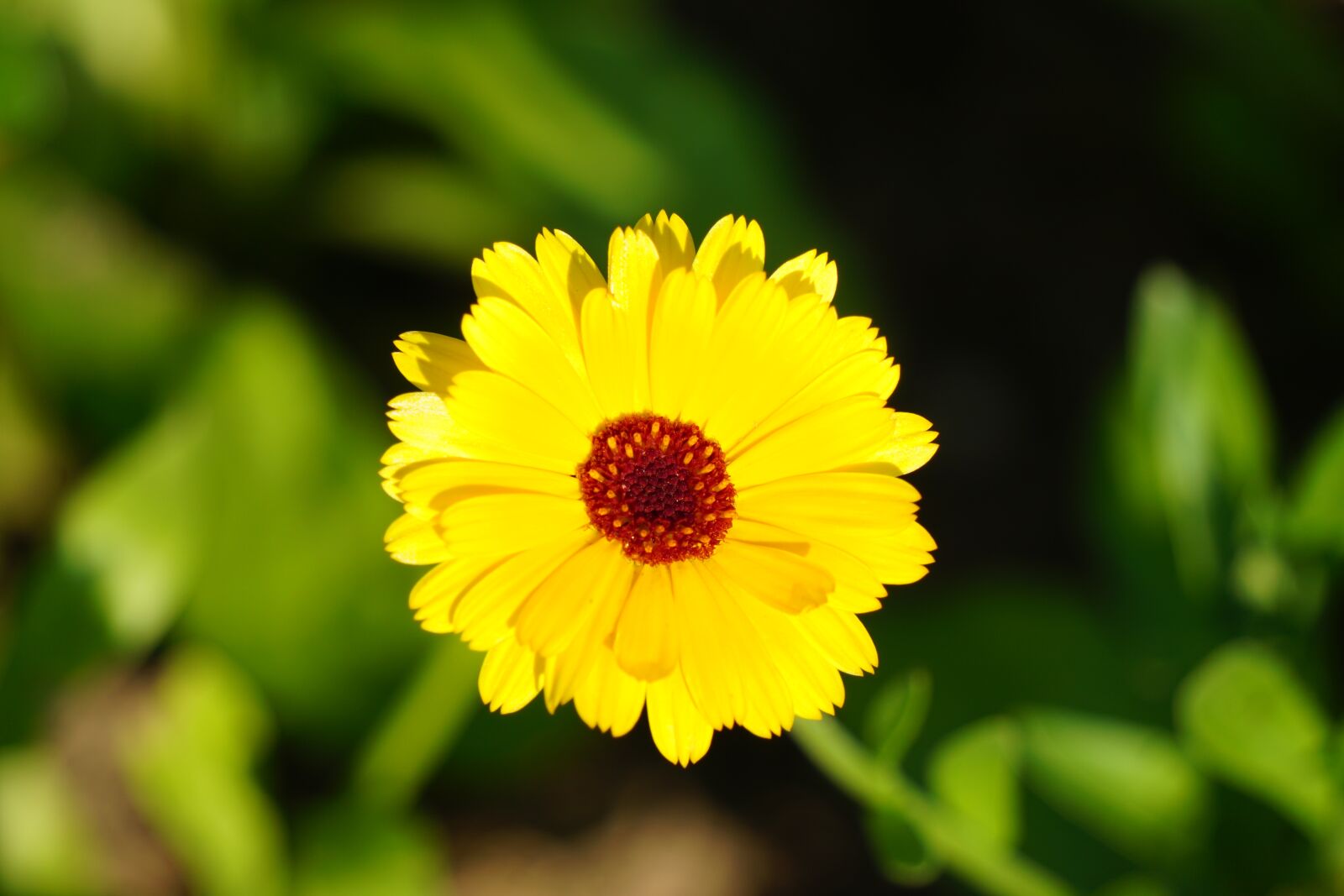 Sony a6000 sample photo. Marigold, blossom, bloom photography
