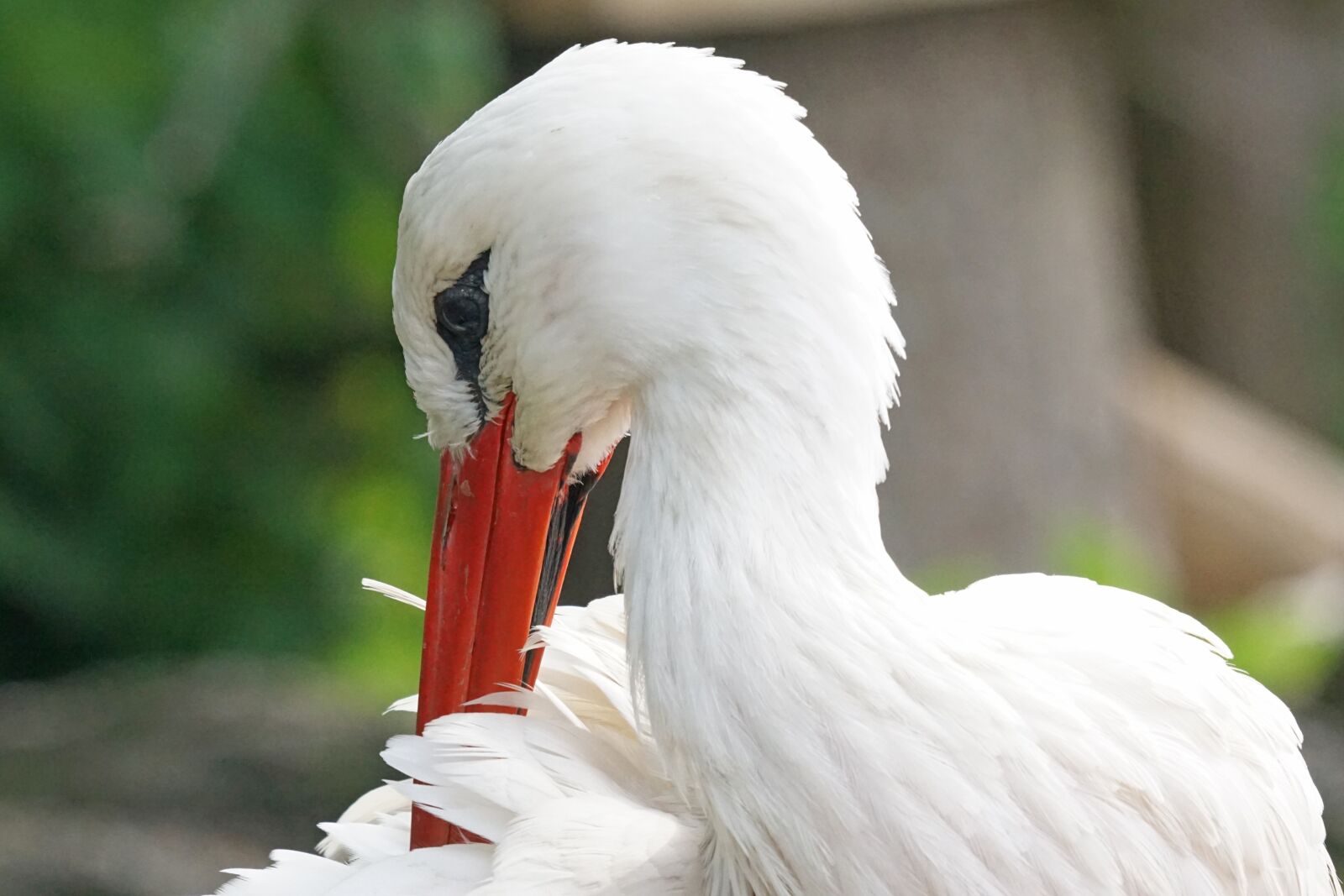 Sony ILCA-77M2 + Sony 70-400mm F4-5.6 G SSM sample photo. Stork, rattle stork, white photography