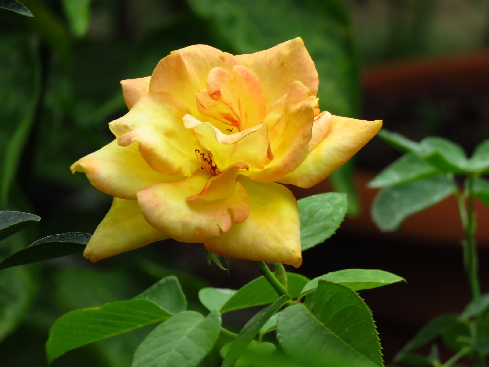 Canon PowerShot SX60 HS sample photo. Yellow rose, yellow, rose photography