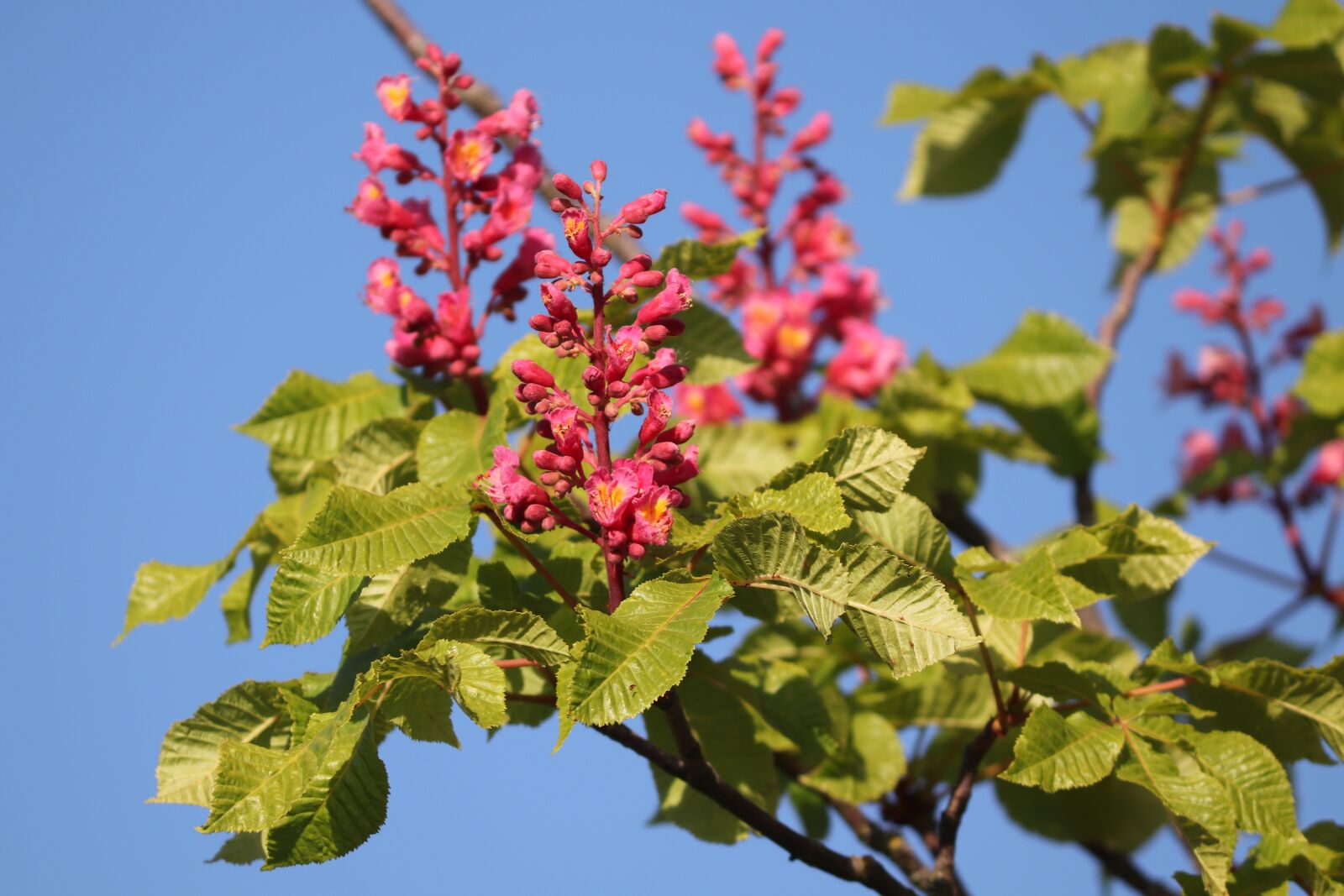 Canon EOS 200D (EOS Rebel SL2 / EOS Kiss X9) sample photo. Red-flowering horse chestnut, chestnut photography