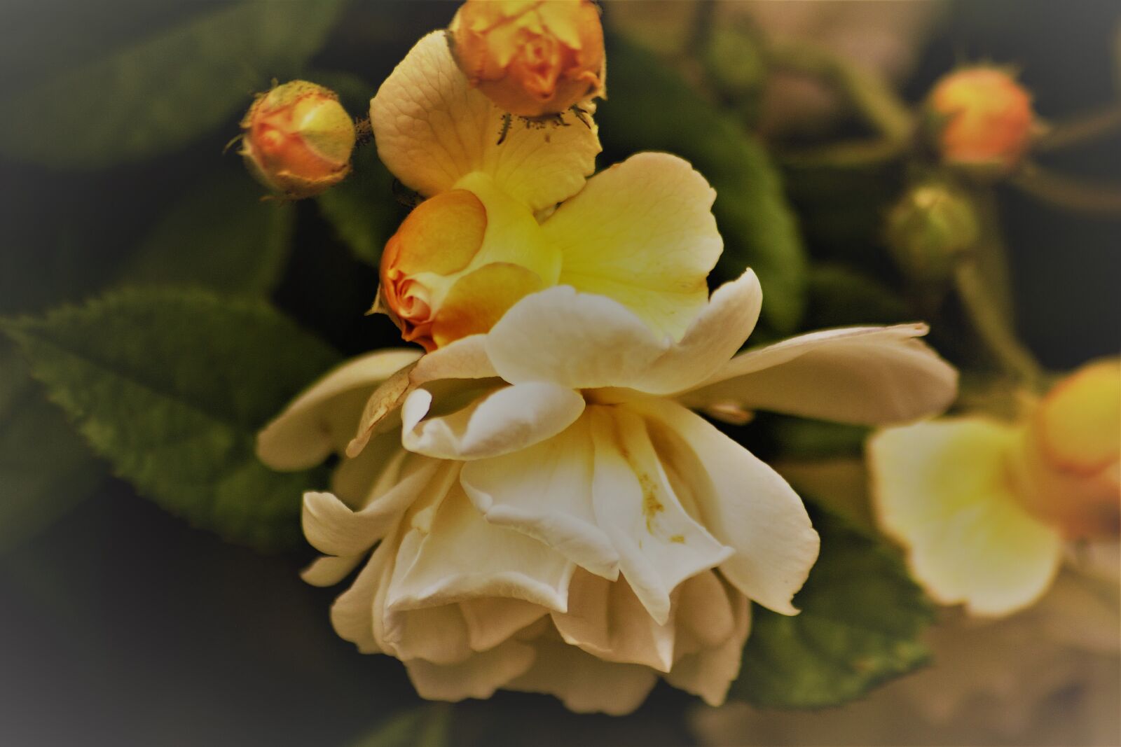 Nikon D7100 sample photo. Flower, summer, wedding photography