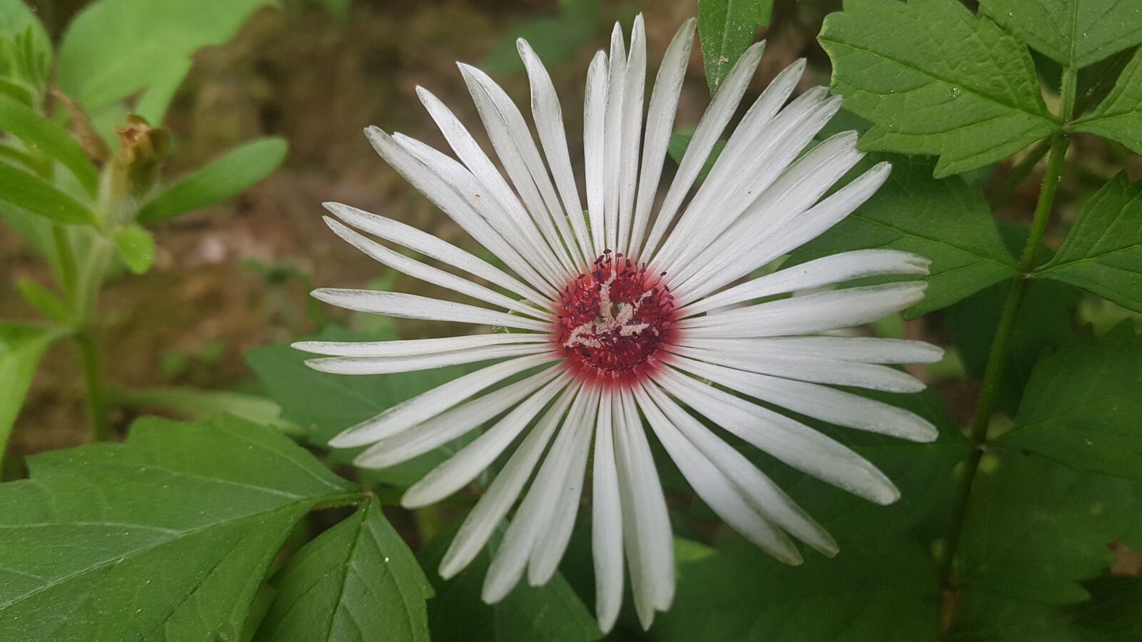 Samsung Galaxy S7 sample photo. Flower, beautiful, white photography