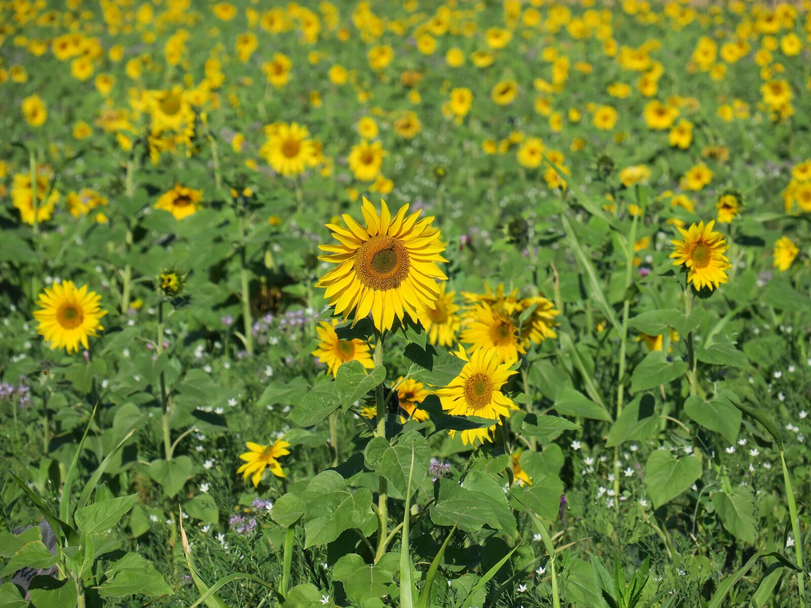 Canon PowerShot G3 X sample photo. Sunflower, sunflower field, nature photography