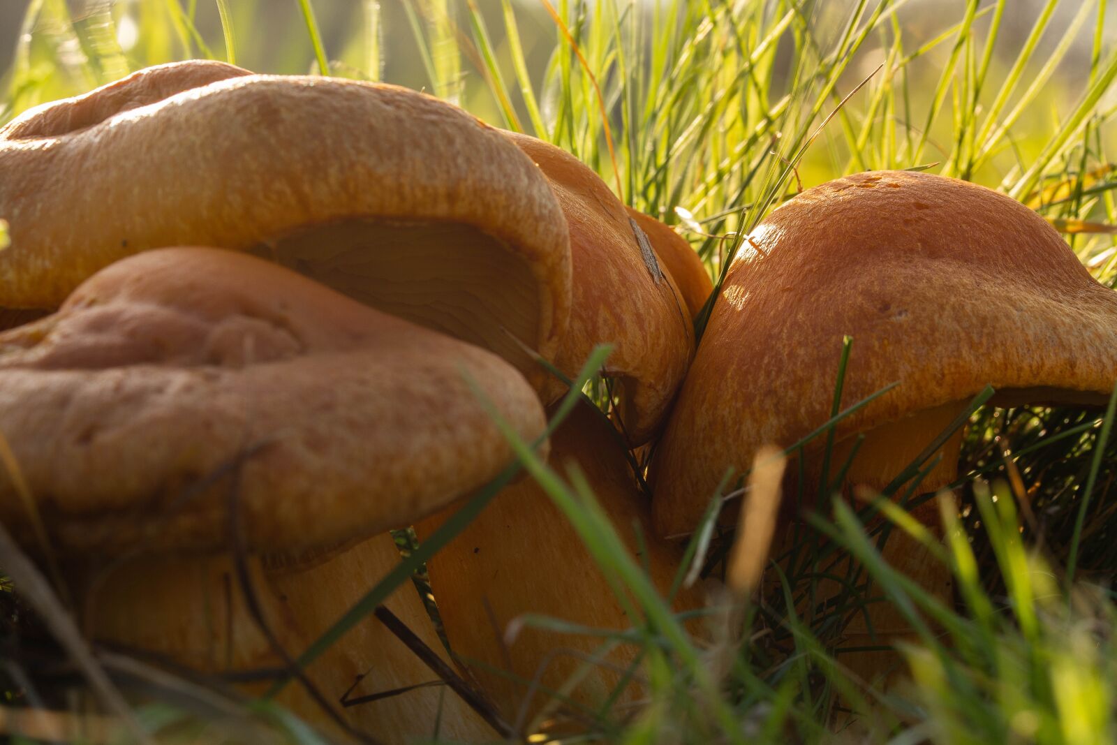 Canon EOS 6D Mark II sample photo. Mushrooms, large, copper kind photography