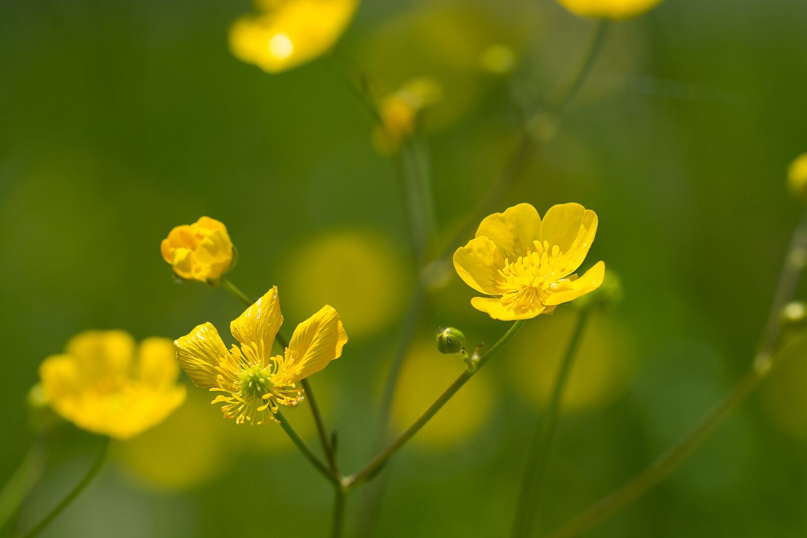 Nikon D7100 sample photo. Buttercup, yellow, toxic photography