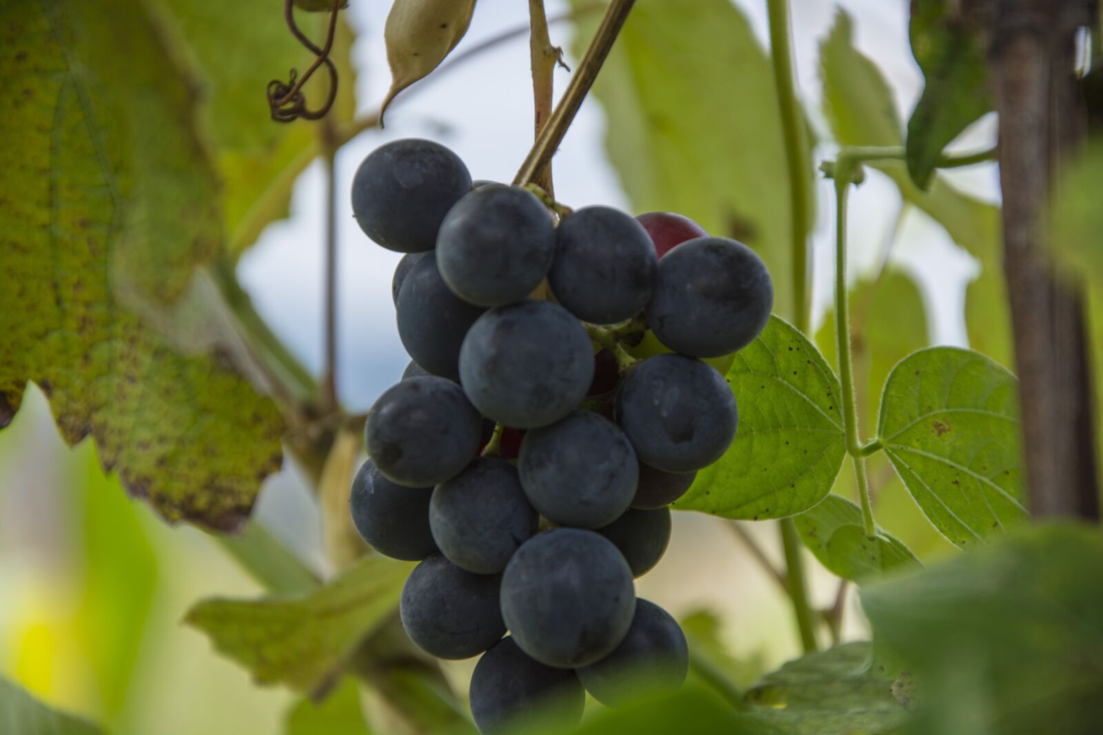 Nikon D5200 sample photo. Raisin, bond, suspended photography