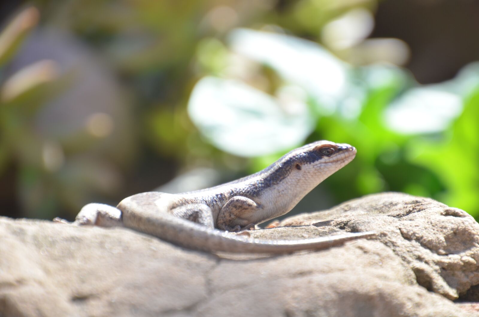 Nikon D5100 sample photo. Lizard, reptile, afri photography