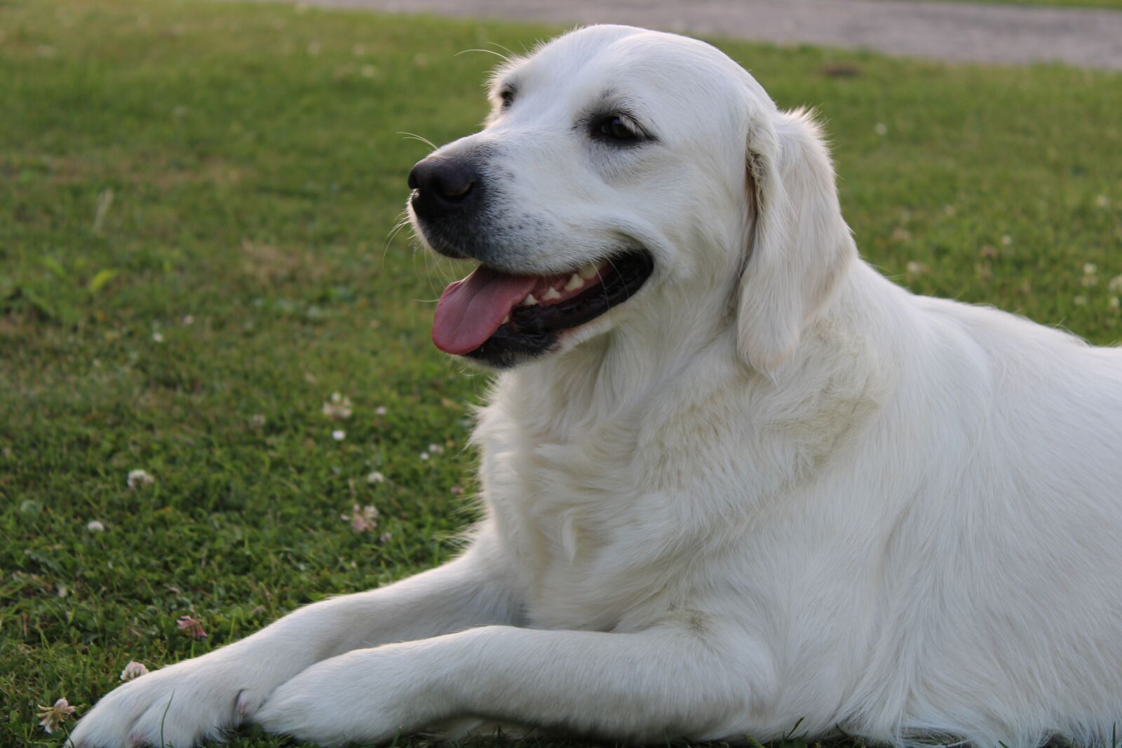 Canon EOS 2000D (EOS Rebel T7 / EOS Kiss X90 / EOS 1500D) sample photo. Dog, golden, retriever photography