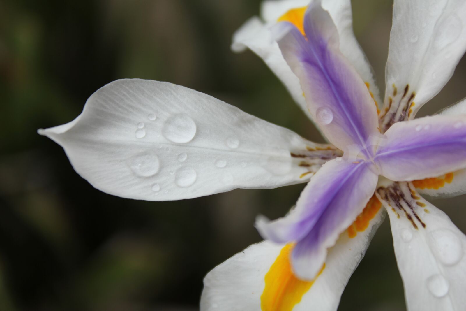 Canon EOS 550D (EOS Rebel T2i / EOS Kiss X4) sample photo. Iris, petals, flower photography