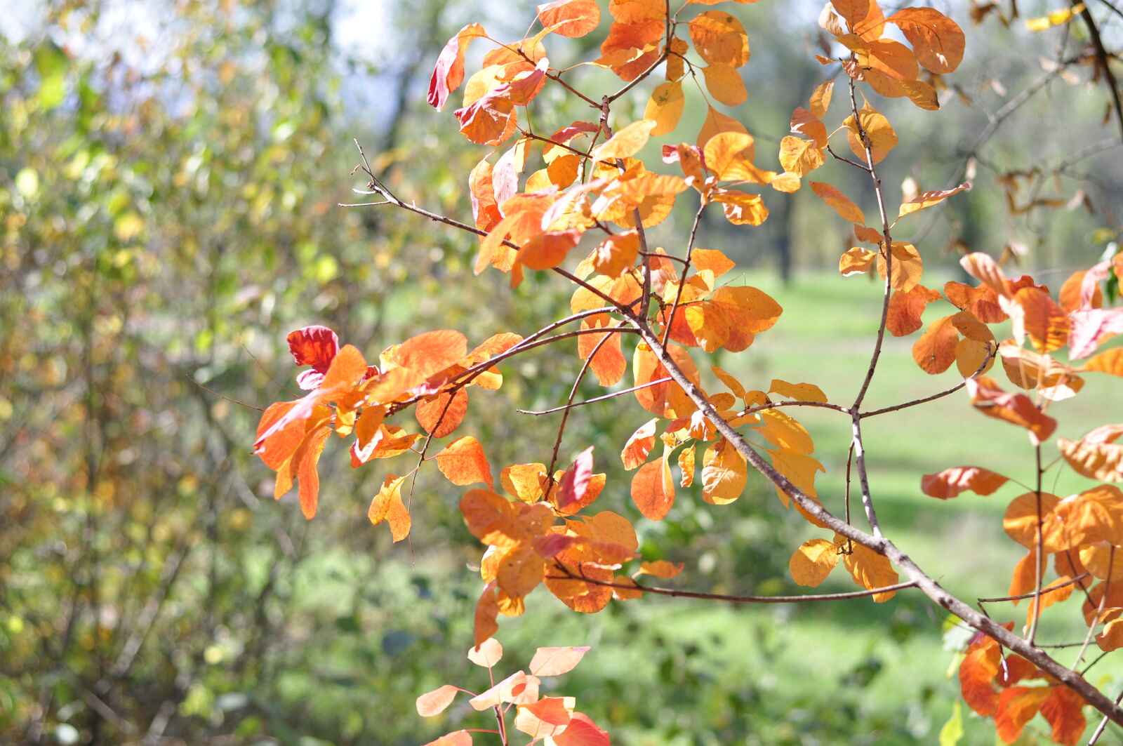 Nikon AF-S Nikkor 50mm F1.8G sample photo. Autumn, autumn, colours, autumn photography