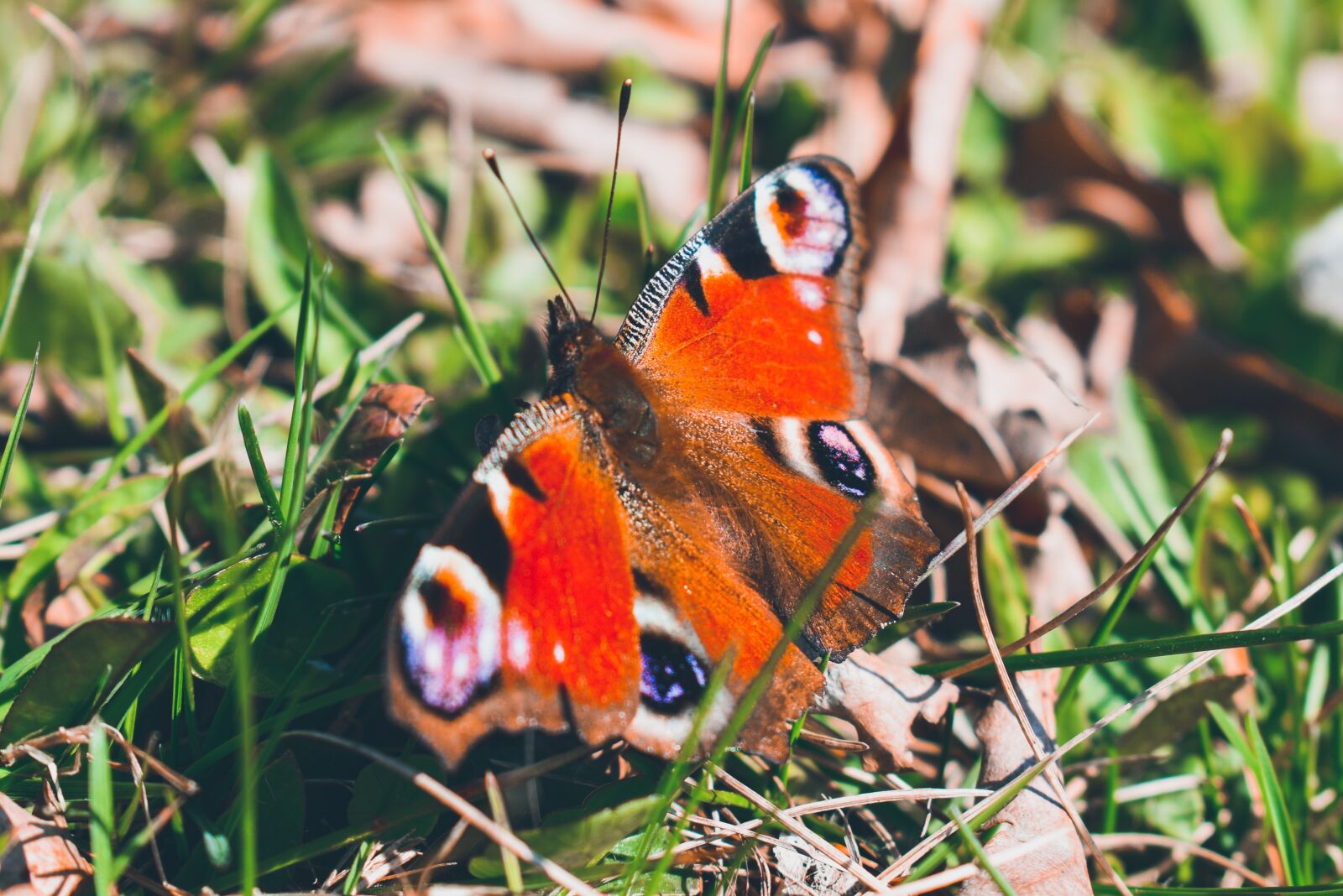 Nikon D3500 sample photo. Butterfly, peacock, nature photography