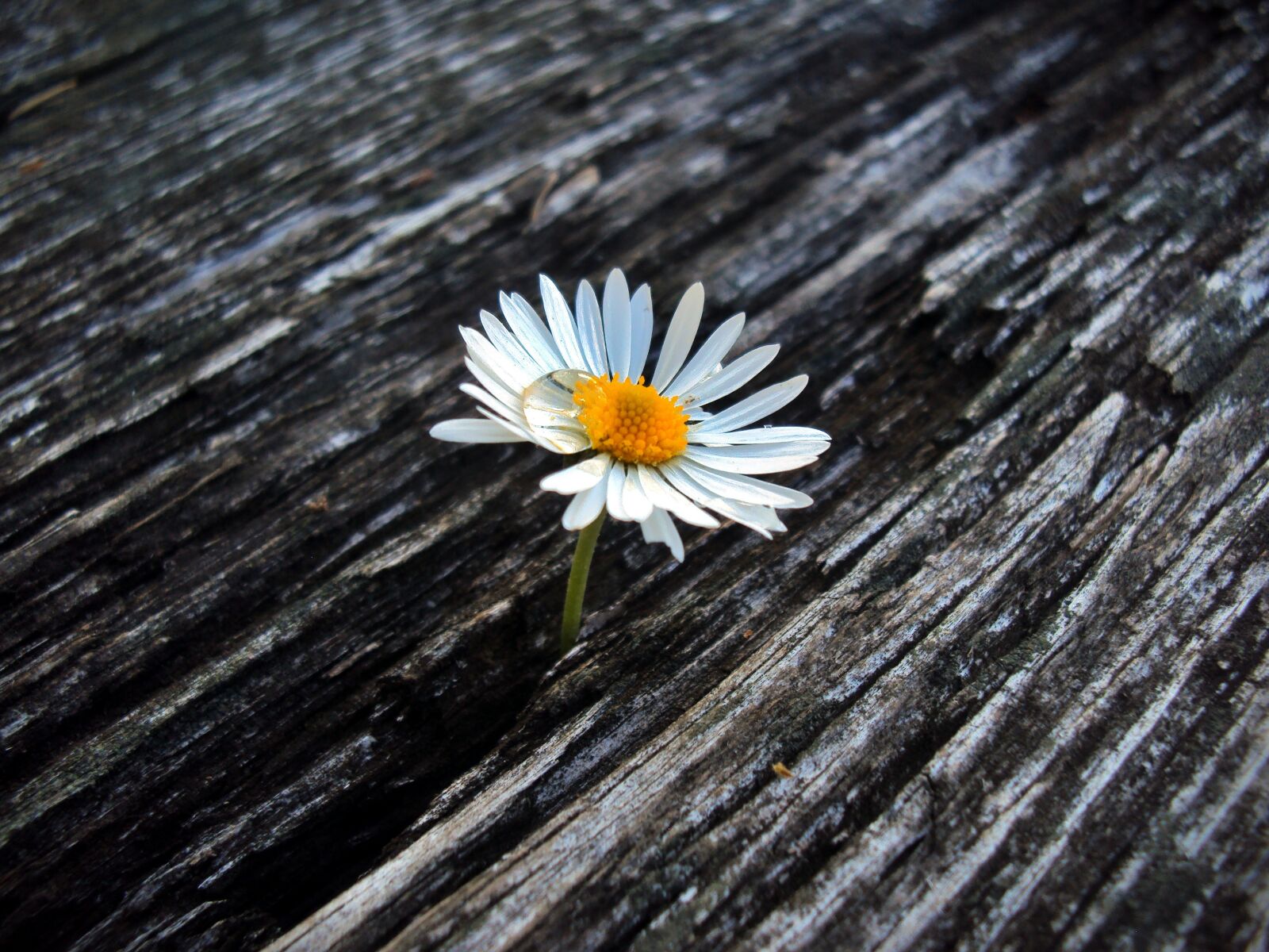 Sony DSC-W180 sample photo. Daisy, drop, flower photography