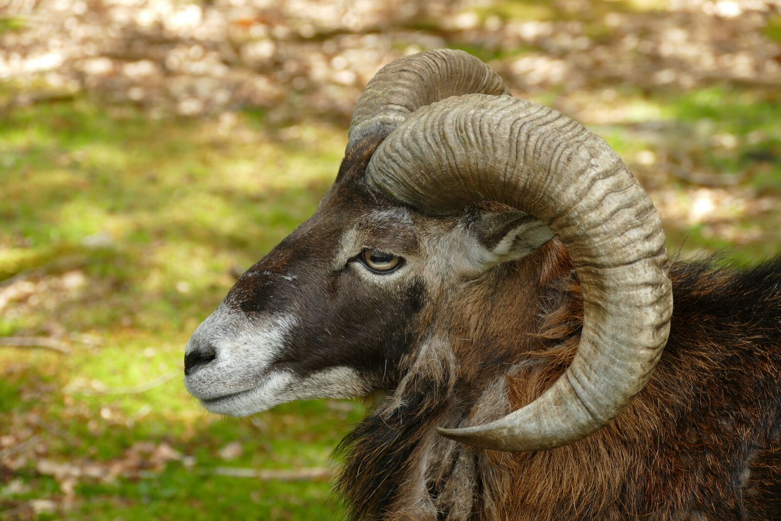 Panasonic Lumix DMC-FZ1000 sample photo. Goat, ram, horns photography