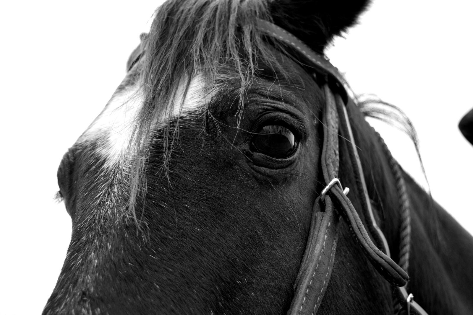 Nikon D3300 sample photo. Horse photography