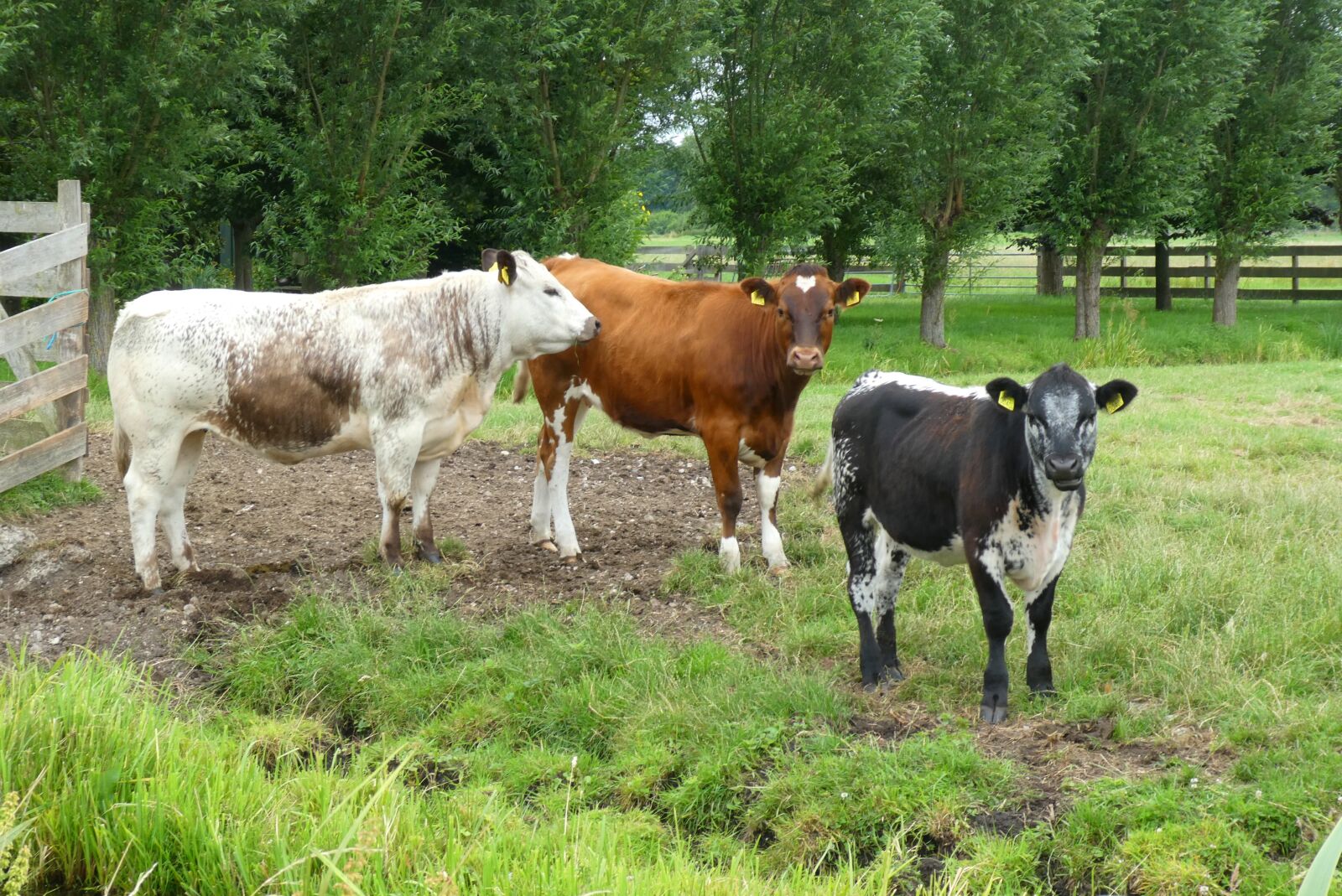 Panasonic Lumix DC-ZS70 (Lumix DC-TZ90) sample photo. Cows, pasture, grass photography