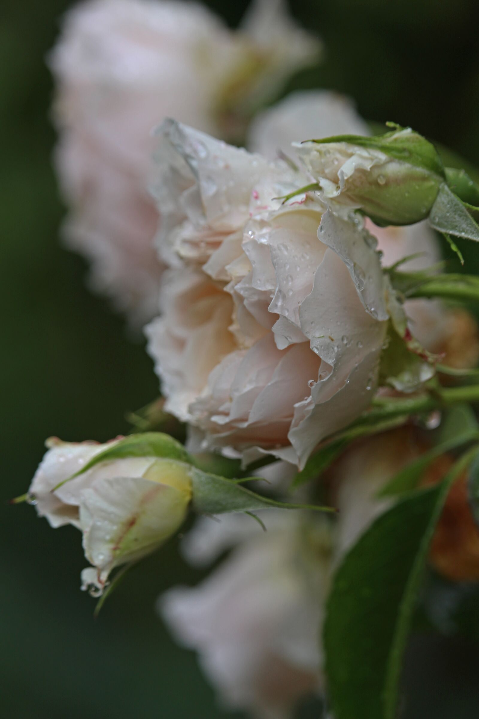 Canon EOS 700D (EOS Rebel T5i / EOS Kiss X7i) sample photo. Climbing rose, rose, blossom photography