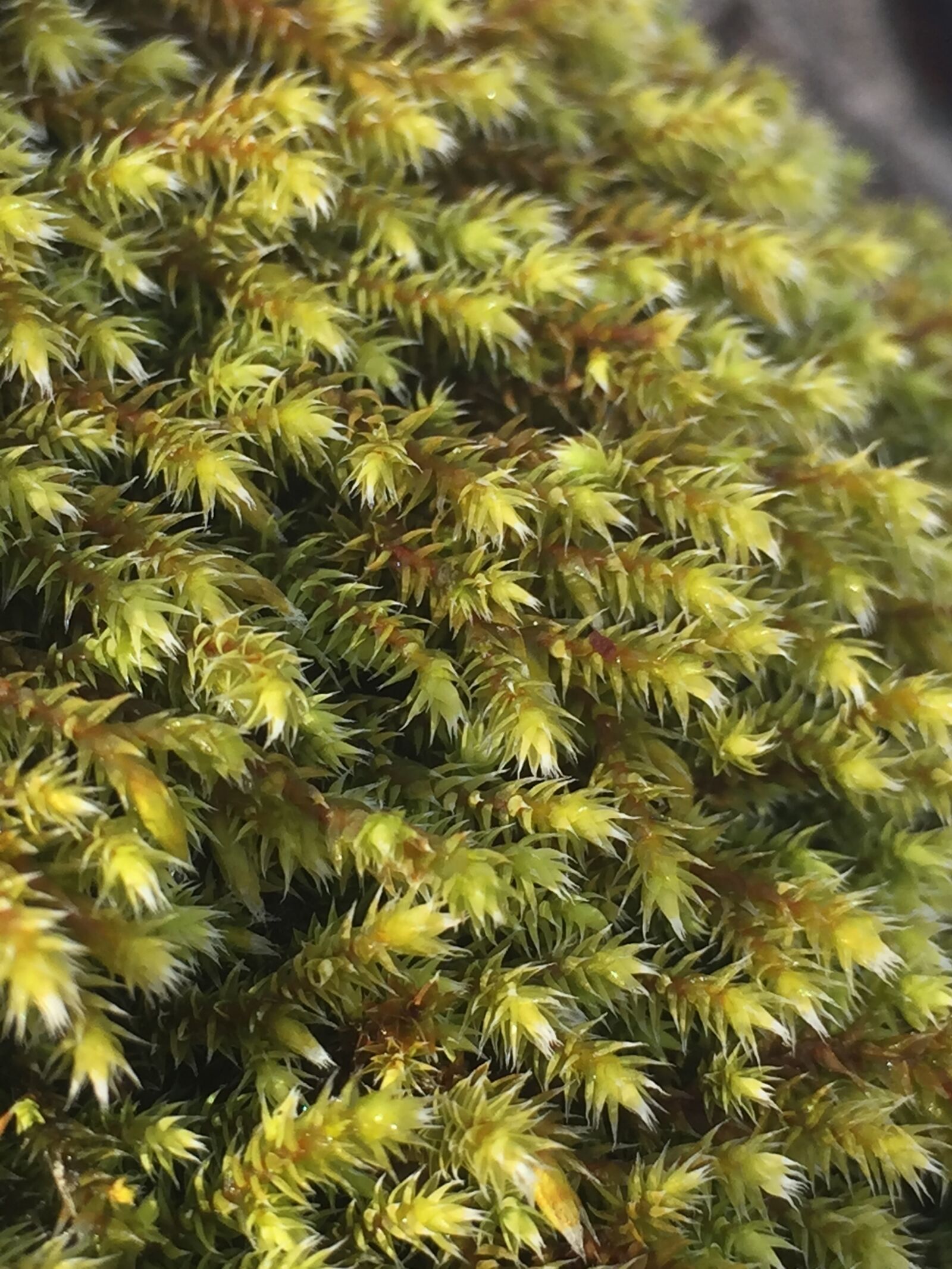 iPhone 6 back camera 4.15mm f/2.2 sample photo. Brown, feather, moss, green photography