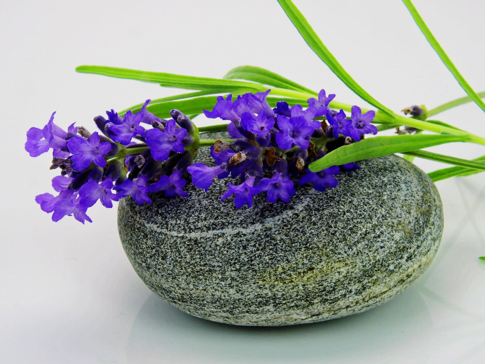 Nikon Coolpix P900 sample photo. Lavender, flower, purple photography