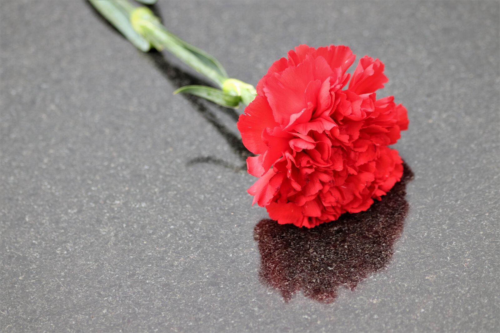 Canon EOS 200D (EOS Rebel SL2 / EOS Kiss X9) sample photo. Red carnation, black marble photography