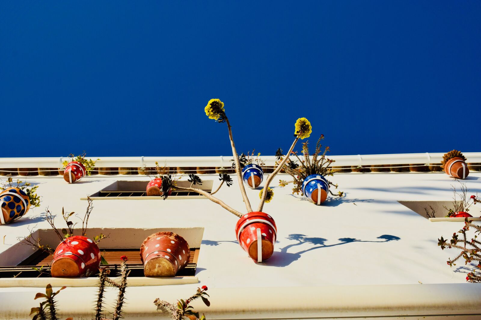 Nikon D5300 sample photo. Flower pots, flowers, wallflowers photography