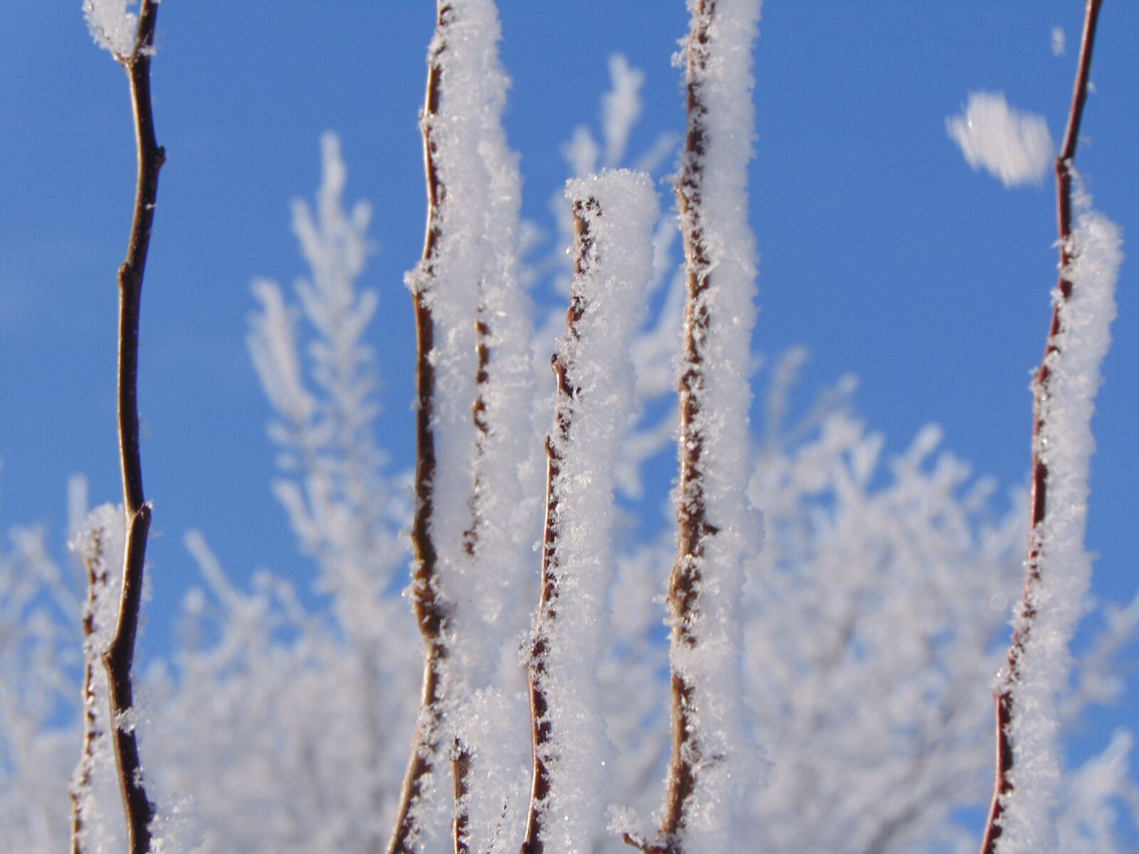 Sony Cyber-shot DSC-H300 sample photo. Frost, snow, winter photography