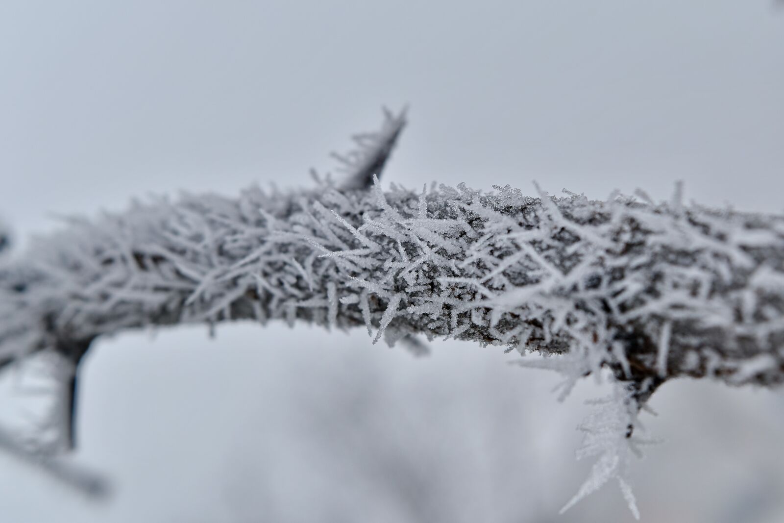 Nikon D5500 sample photo. Foggy, frosty, frozen, snowstorm photography