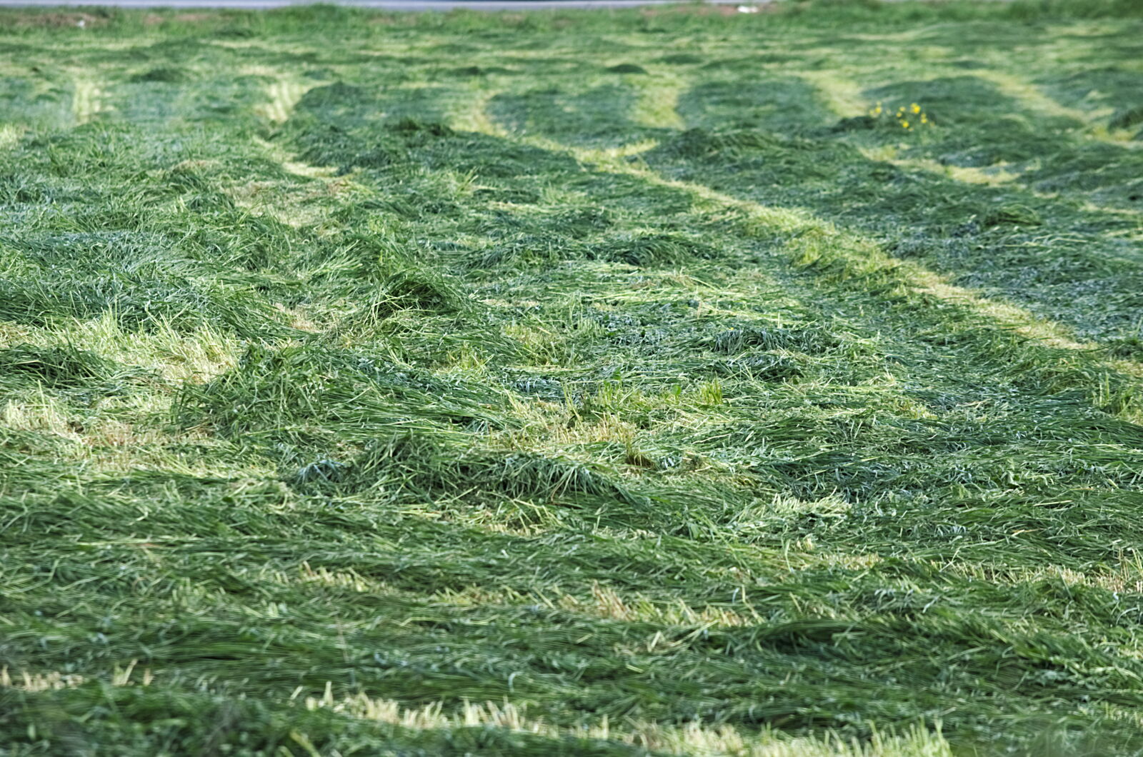 Nikon D5100 sample photo. Agriculture, alimentation, betail, campagne photography
