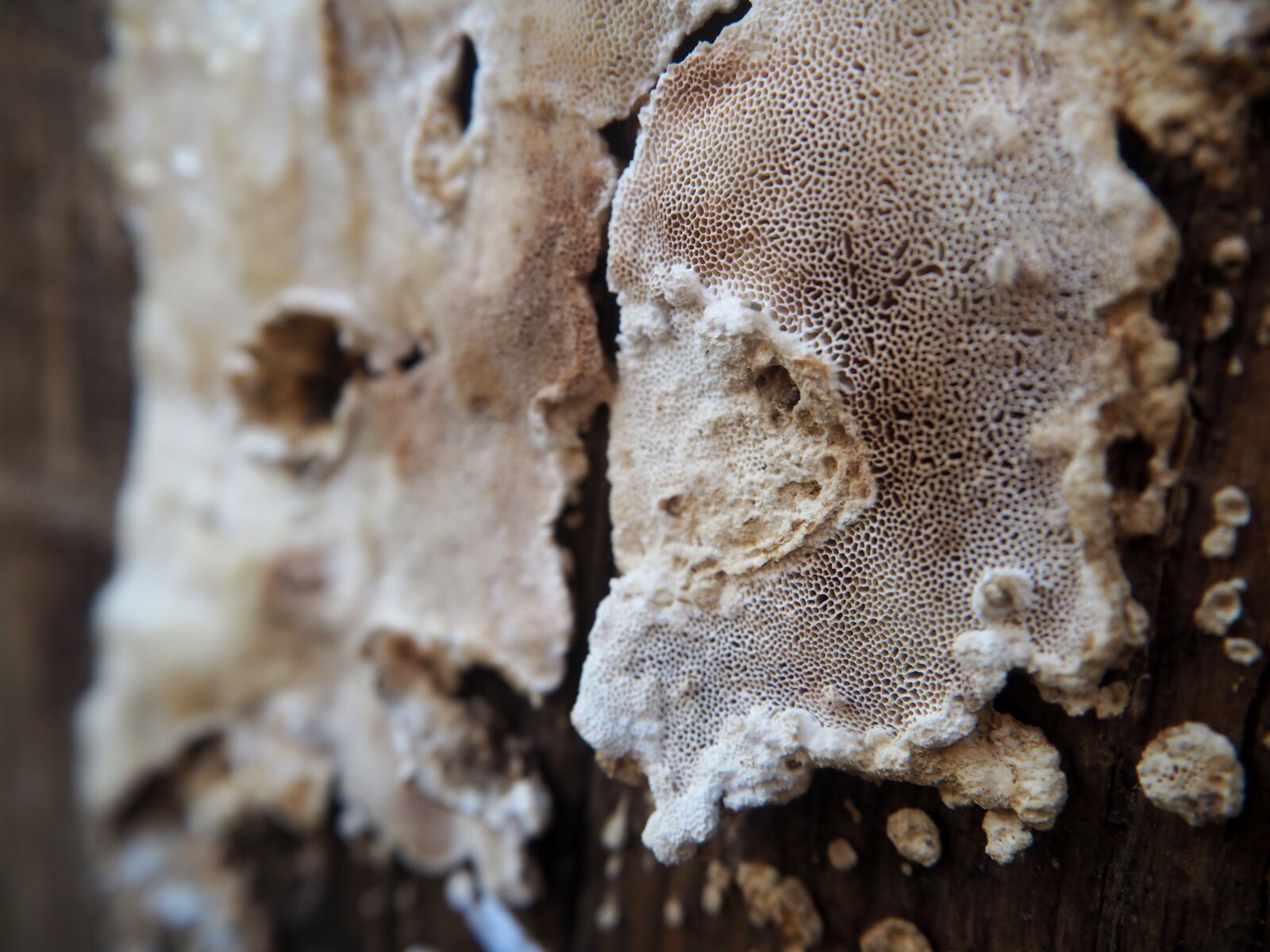 Olympus OM-D E-M10 sample photo. Mushroom, wood, weathered photography
