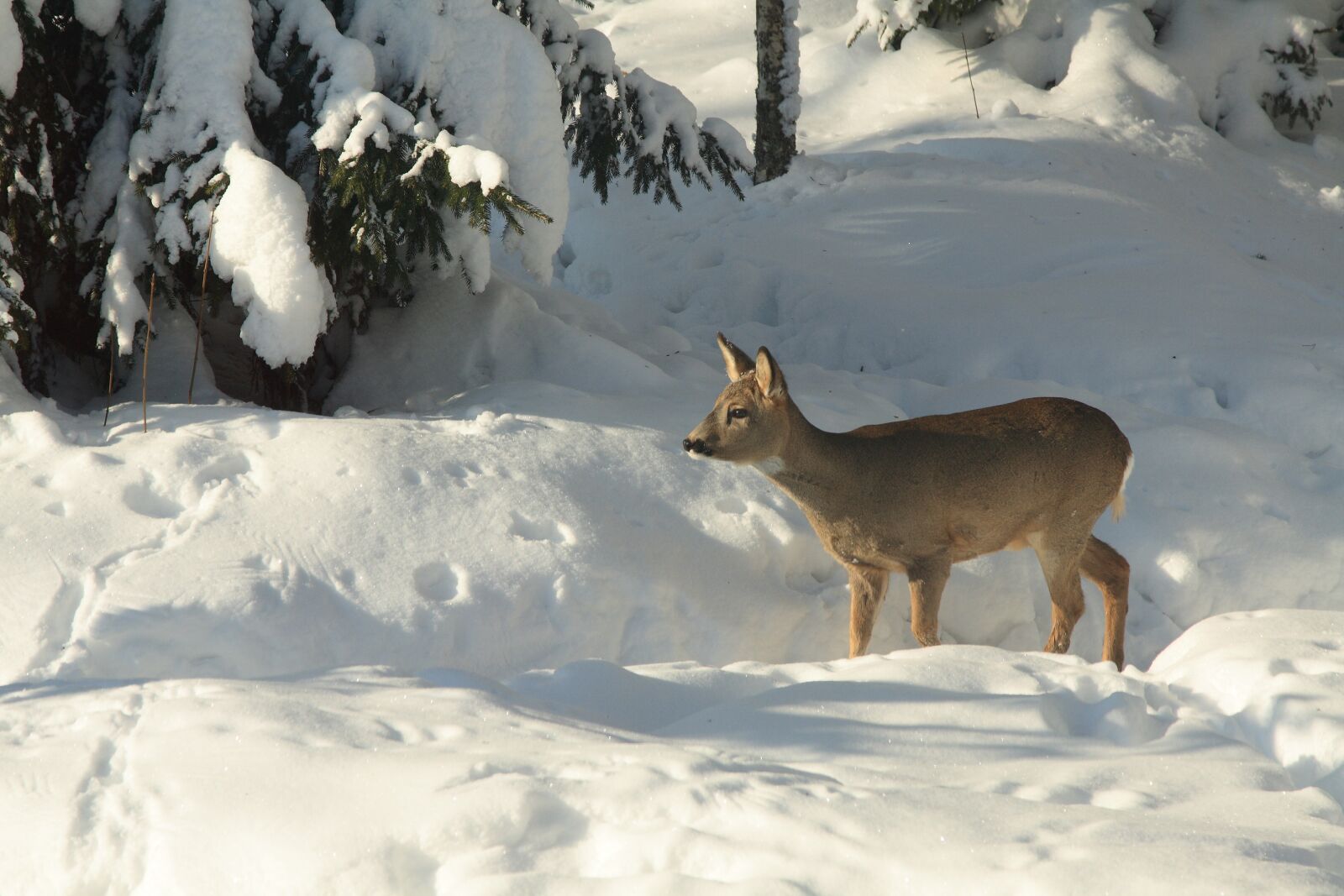 Canon EOS 400D (EOS Digital Rebel XTi / EOS Kiss Digital X) sample photo. The european roe deer photography