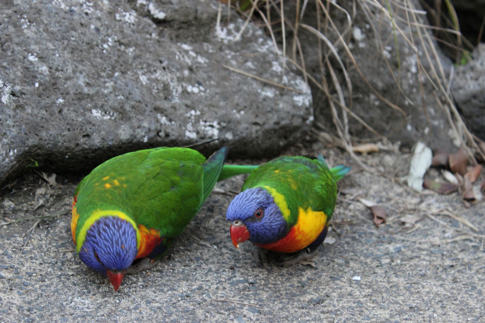 Canon EOS 600D (Rebel EOS T3i / EOS Kiss X5) sample photo. Parrot, birds, stone photography