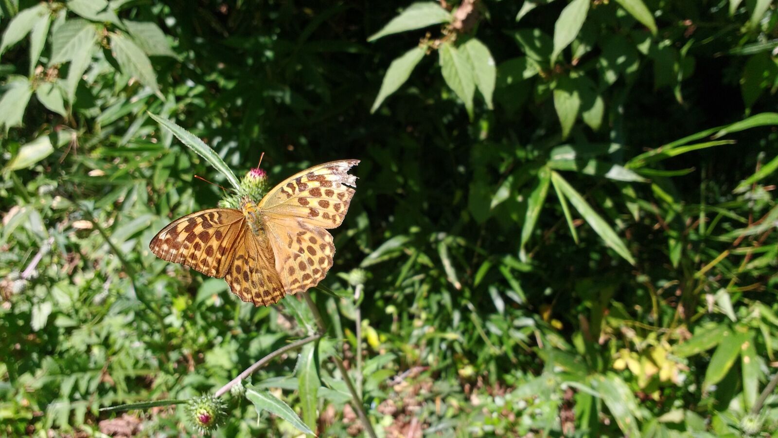 Motorola MotoG3 sample photo. Butterfly, nature, insect photography