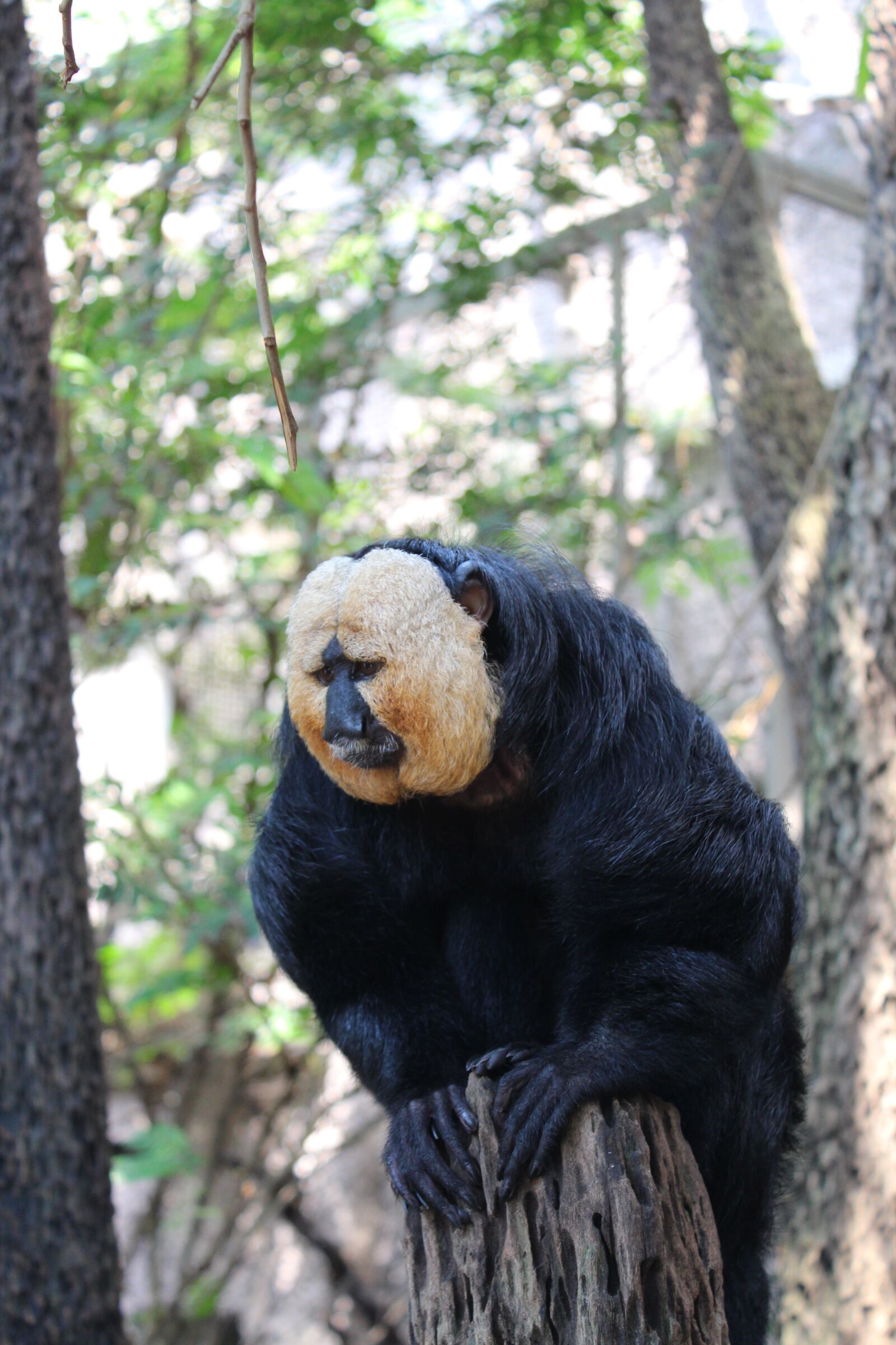 Canon EOS 650D (EOS Rebel T4i / EOS Kiss X6i) sample photo. Monkey, zoo, animal photography