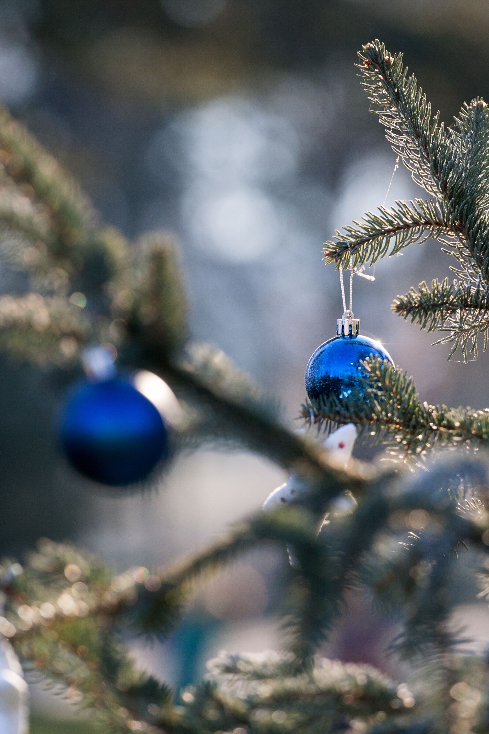 Canon EOS 350D (EOS Digital Rebel XT / EOS Kiss Digital N) sample photo. Ornament, christmas, ornamentation photography