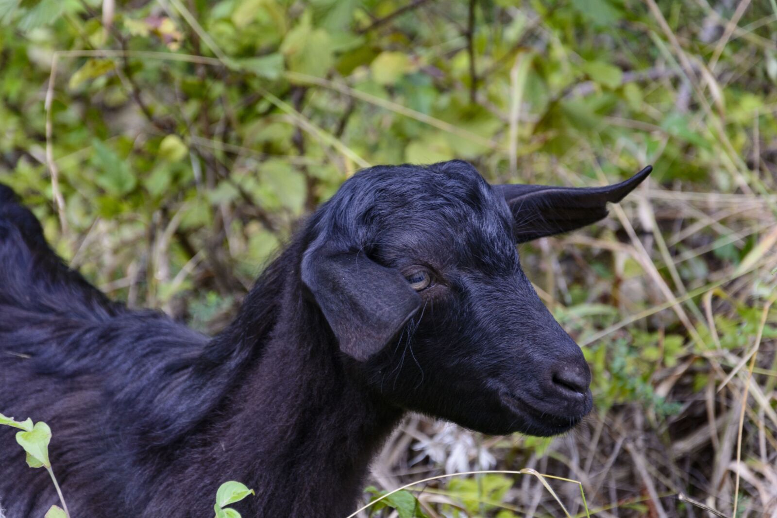 Nikon D7100 sample photo. Goatling, goat, animal photography