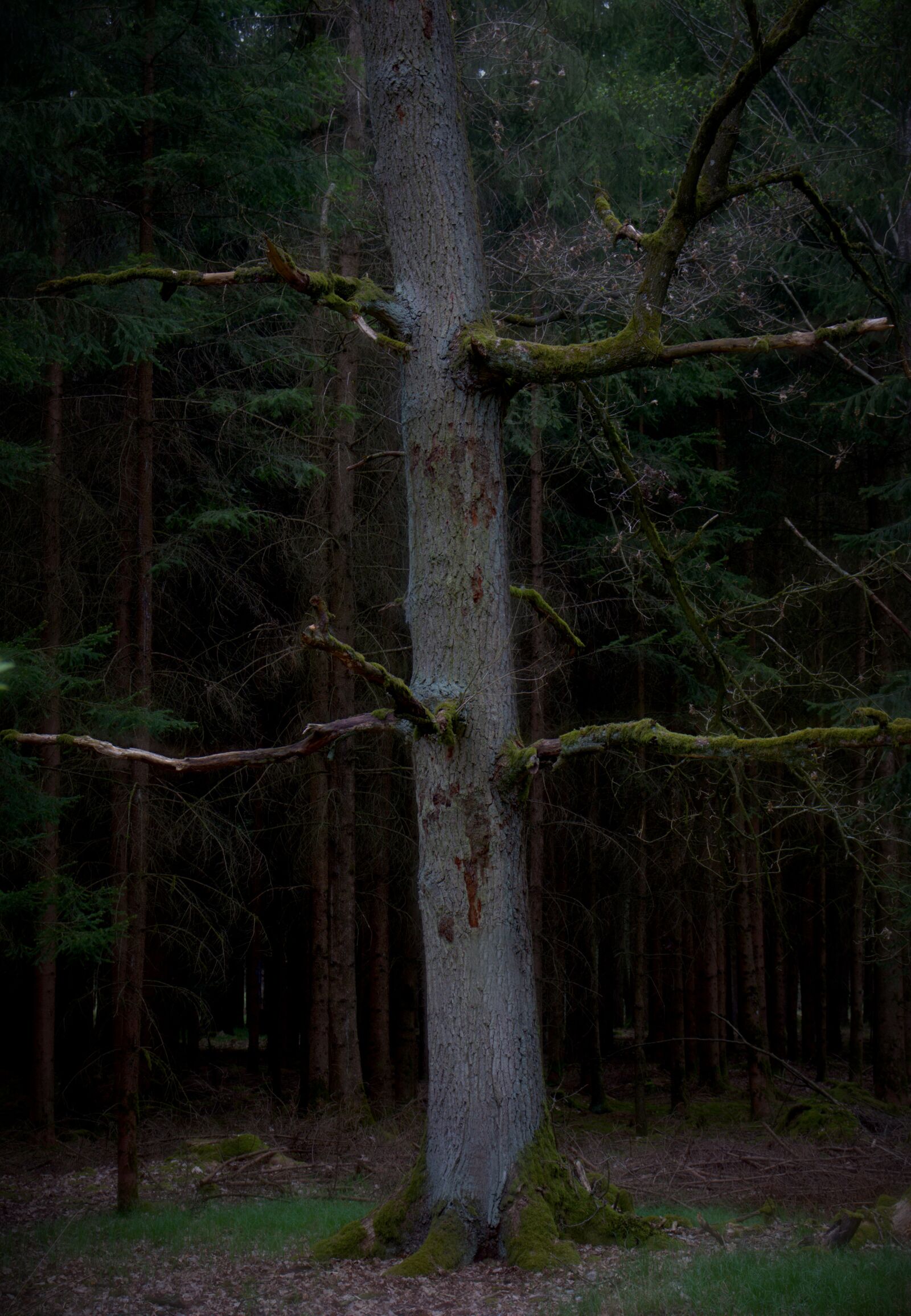 Canon EOS 77D (EOS 9000D / EOS 770D) sample photo. Tree, forest, gloomy photography