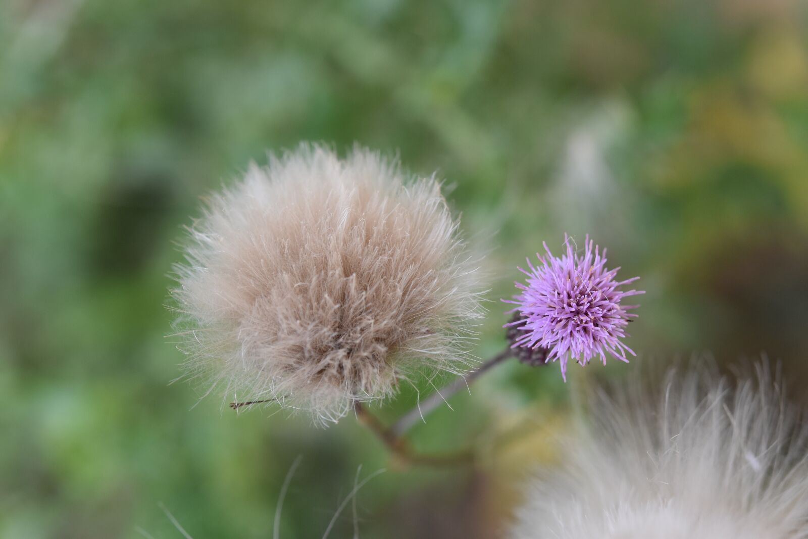 Nikon D5600 sample photo. Flower, thistle flower, plant photography